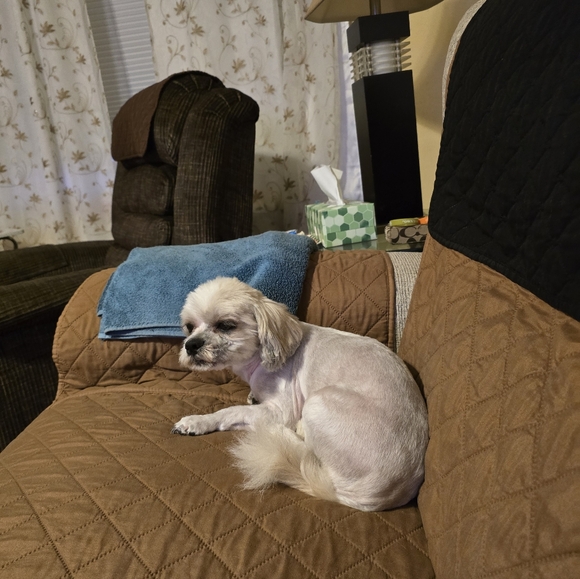 Meet your Posher, Wanda - Picture 1 of 1